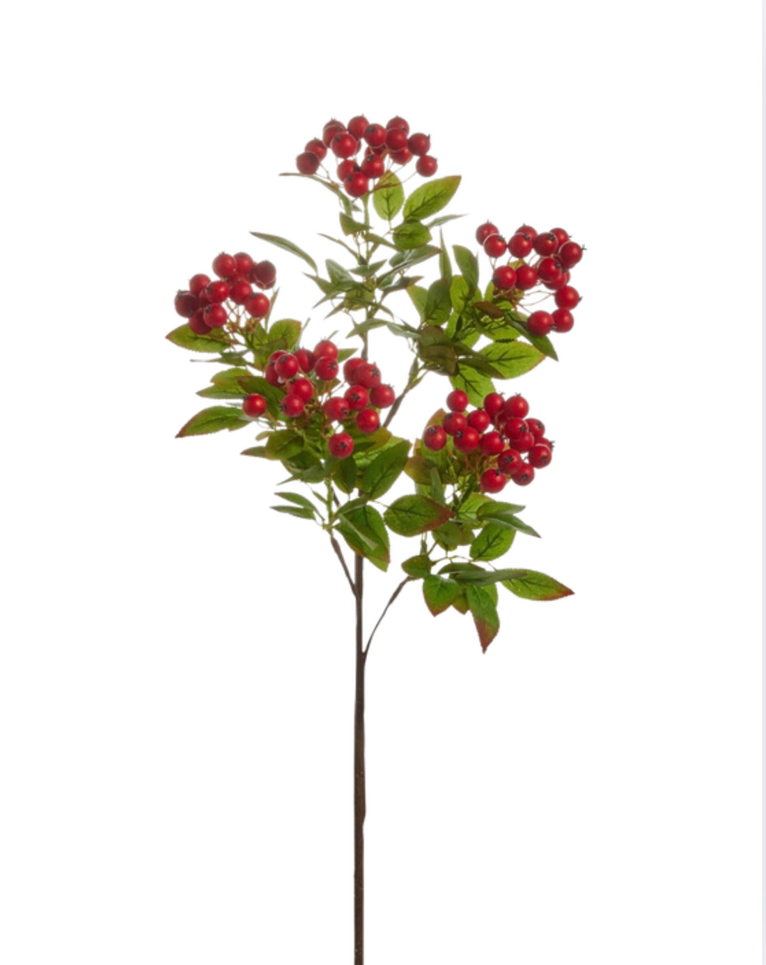 Red berry stem