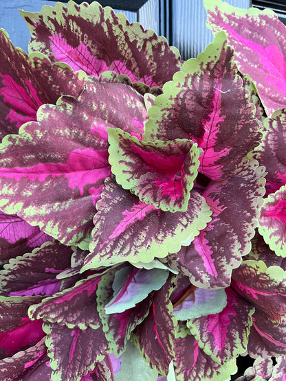 Fluffy coleus wreath