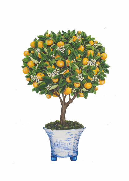 Calamondin Orange Topiary by Katharine Barnwell