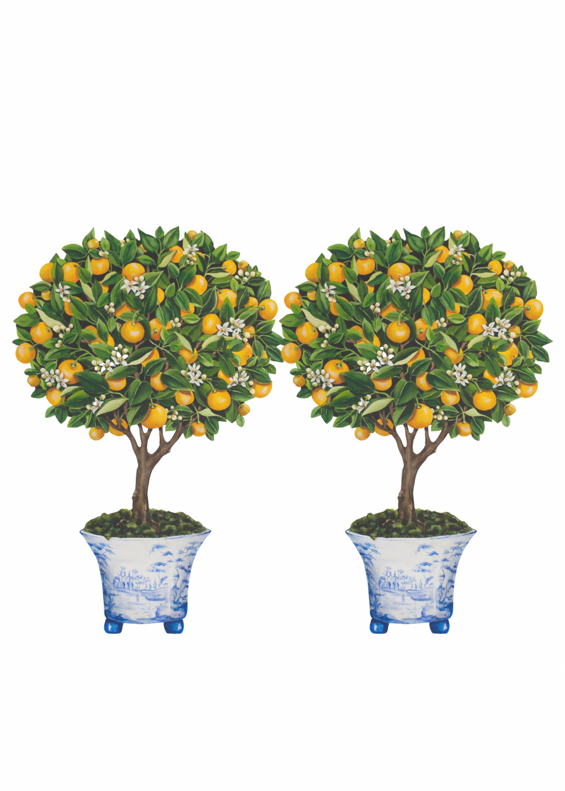 Calamondin Orange Topiary by Katharine Barnwell