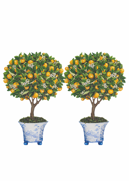 Calamondin Orange Topiary by Katharine Barnwell – Grace Harris