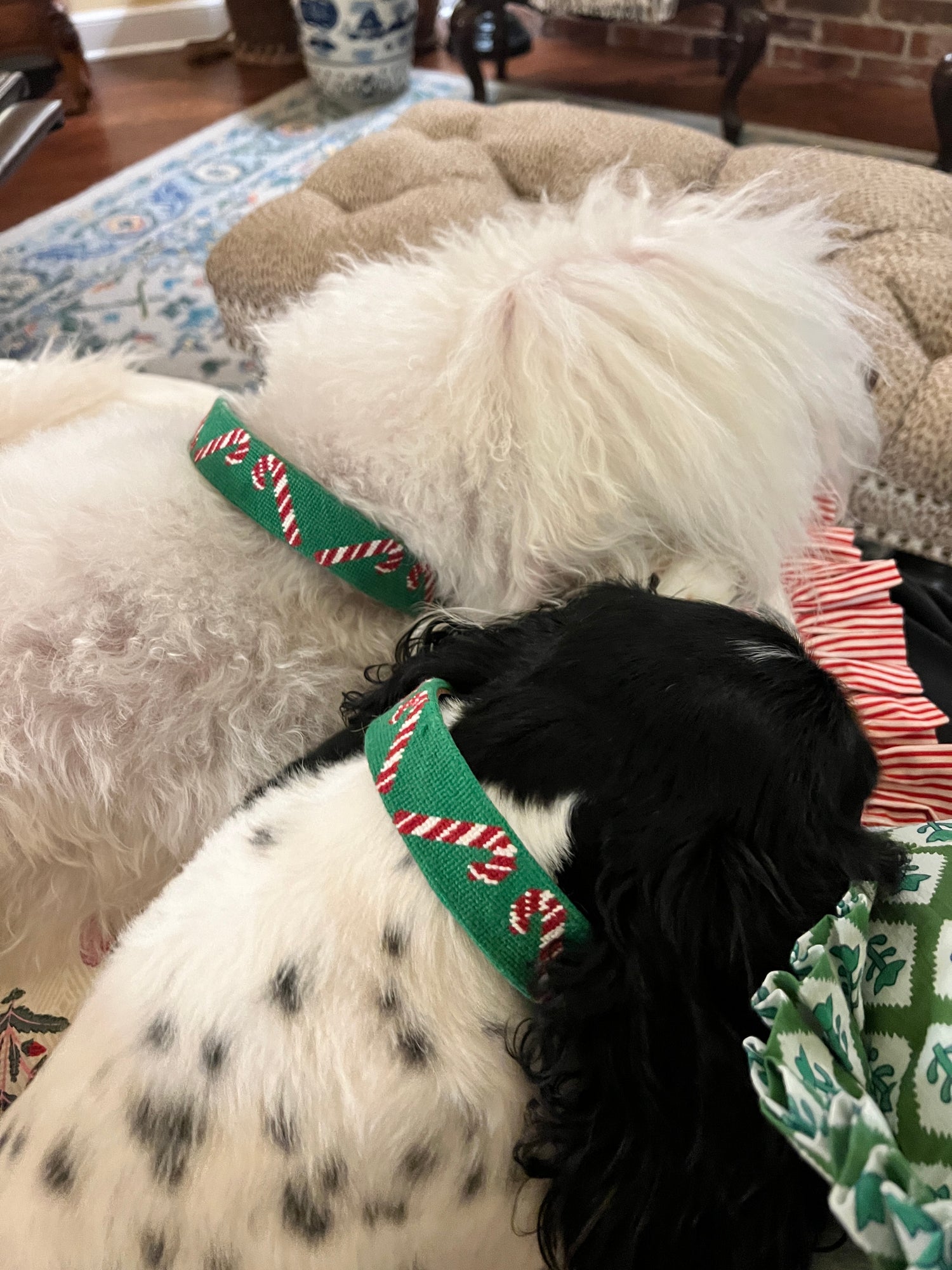 Needlepoint candy cane holiday dog collar